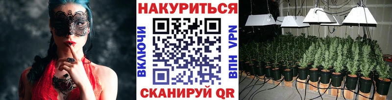 Каннабис индика  Гатчина 